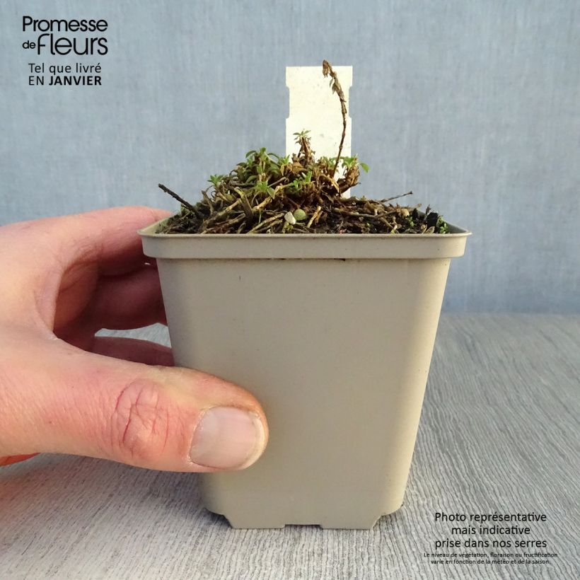 Exemplar von Herbst-Leimkraut - Silene schafta Kleine Töpfe von 8/9 cm wie im Winter geliefert