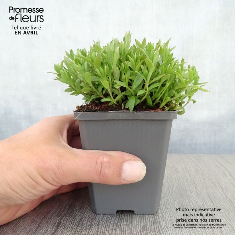 Exemplar von Herbst-Leimkraut - Silene schafta Kleine Töpfe von 8/9 cm wie im Frühjahr geliefert