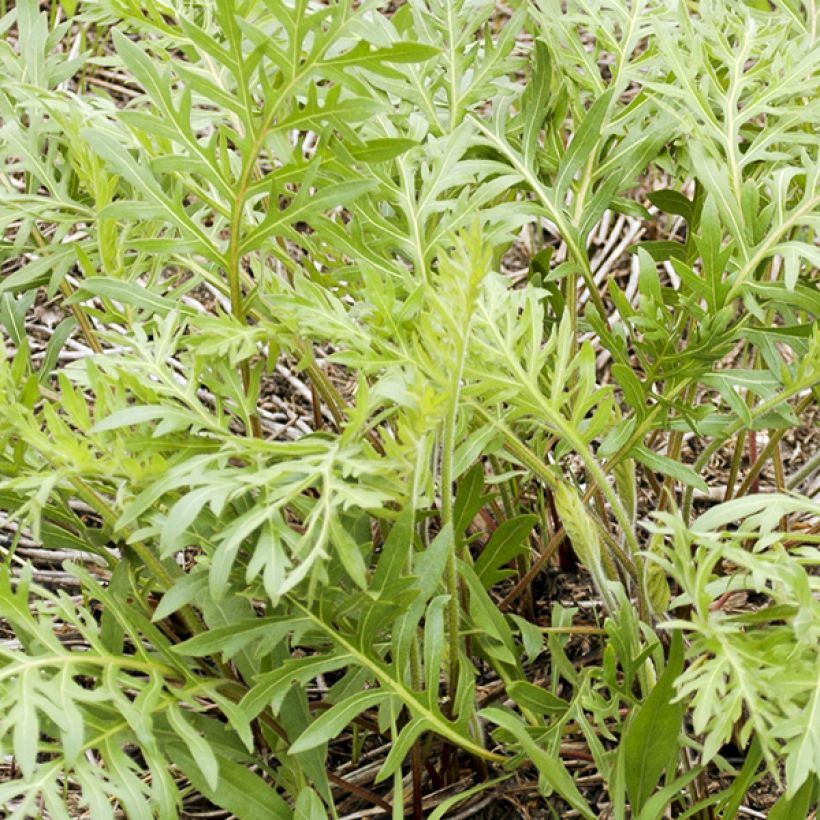Silphium laciniatum - Kompaßpflanze (Laub)