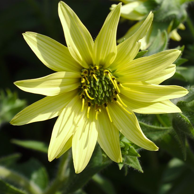 Silphium mohrii - Kompaßpflanze (Blüte)