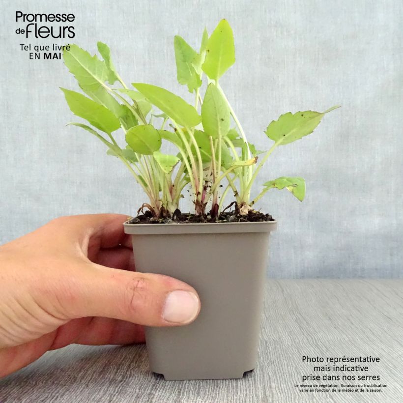 Exemplar von Silphium perfoliatum - Kompaßpflanze Kleine Töpfe von 8/9 cm wie im Frühjahr geliefert