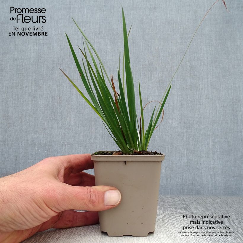 Exemplar von Sisyrinchium angustifolium Lucerne - Schmalblättriges Blauaugengras Kleine Töpfe von 8/9 cm wie im Herbst geliefert