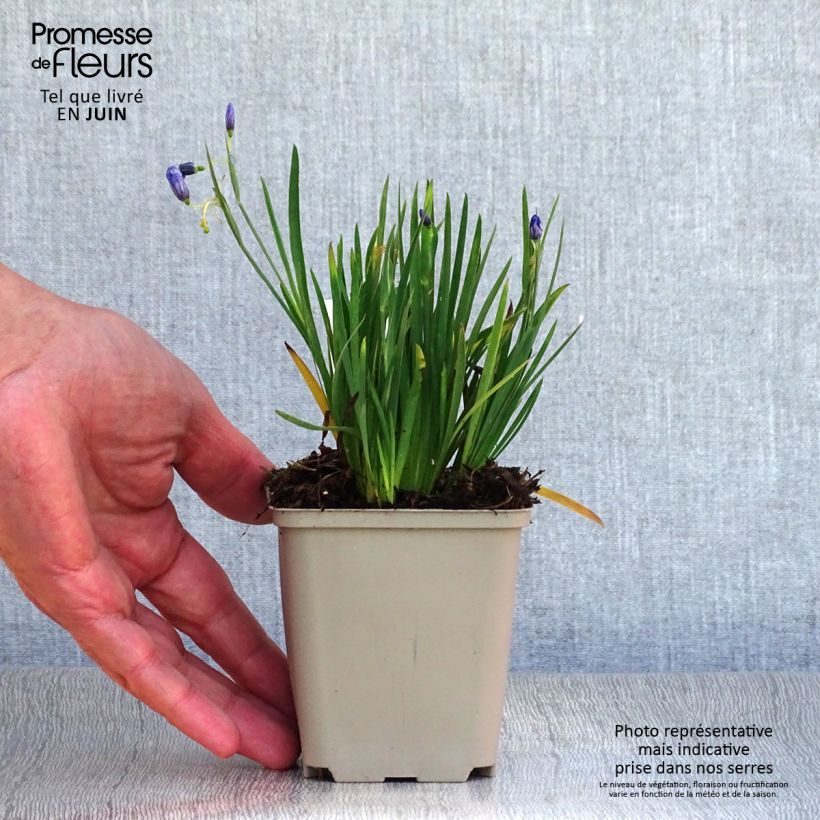 Exemplar von Sisyrinchium angustifolium Devon Skies - Schmalblättriges Blauaugengras Kleine Töpfe von 8/9 cm wie im Sommer geliefert