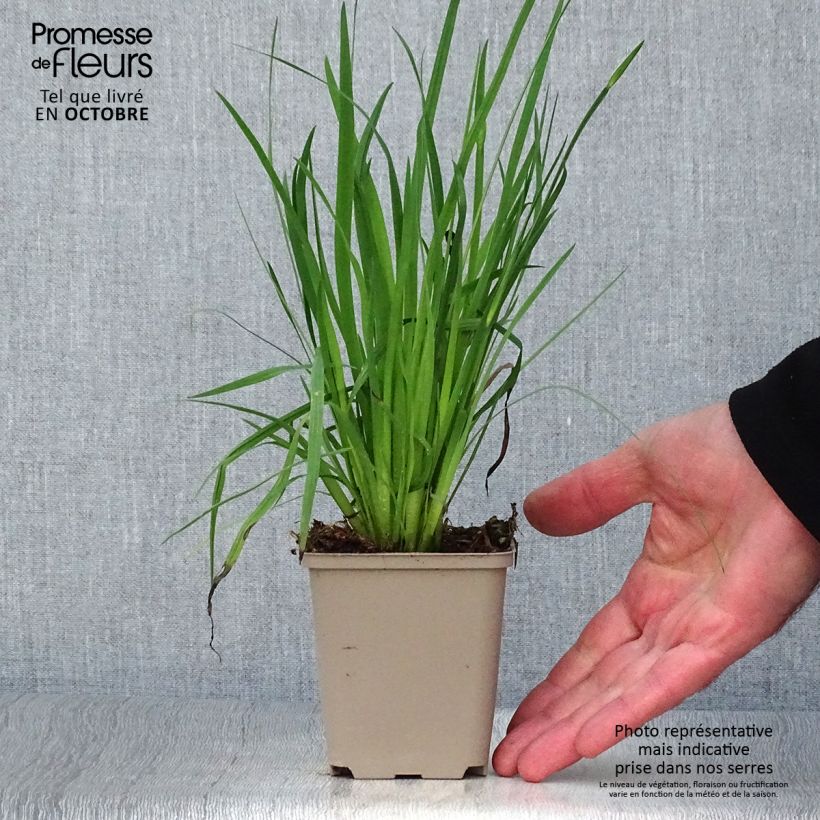 Exemplar von Sisyrinchium californicus - Binsenlilie Kleine Töpfe von 8/9 cm wie im Herbst geliefert
