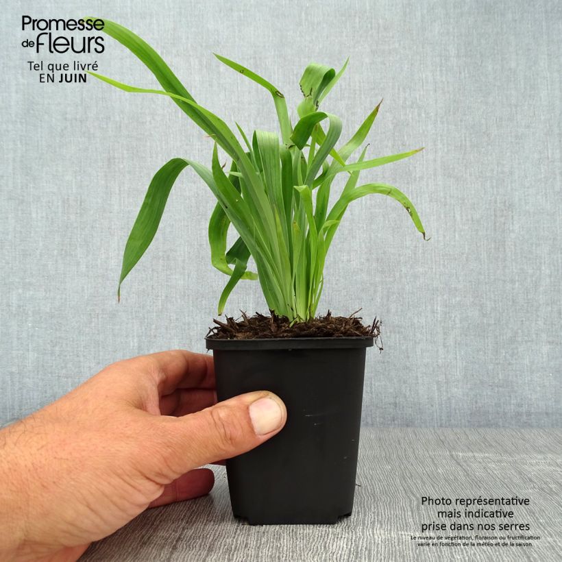 Exemplar von Sisyrinchium striatum - Binsenlilie Kleine Töpfe von 8/9 cm wie im Sommer geliefert