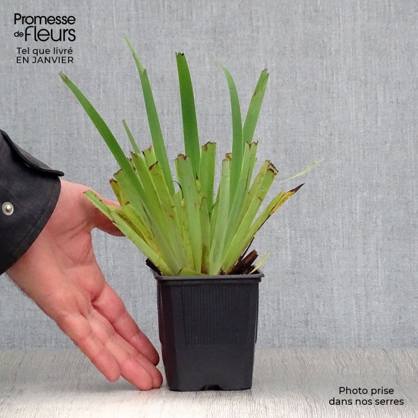 Exemplar von Sisyrinchium striatum - Binsenlilie Kleine Töpfe von 8/9 cm wie im Winter geliefert