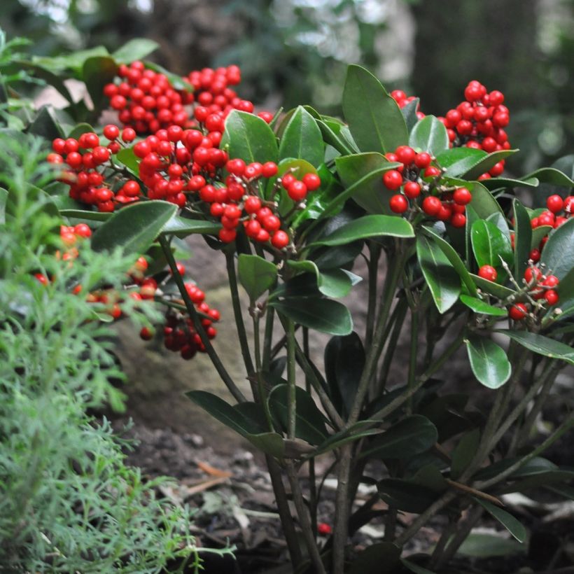 Skimmia japonica Temptation (Wuchs)