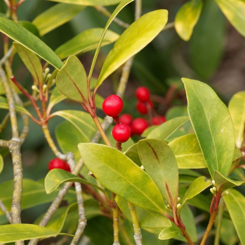 Skimmia japonica Temptation (Laub)