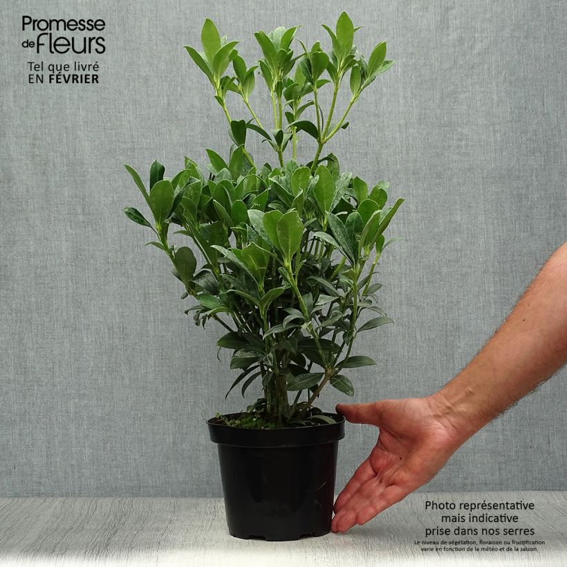 Exemplar von Skimmia japonica Kew White Topf mit 2L/3L wie im Herbst geliefert
