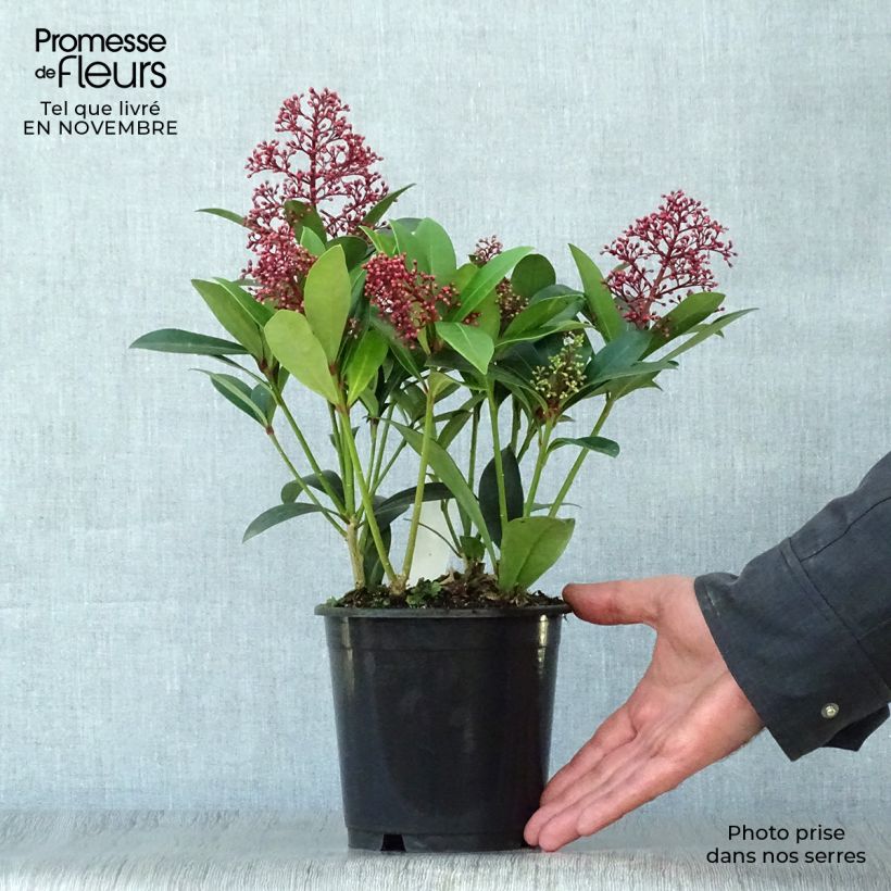 Exemplar von Skimmia japonica Rubella Topf 12 cm / 13 cm wie im Herbst geliefert