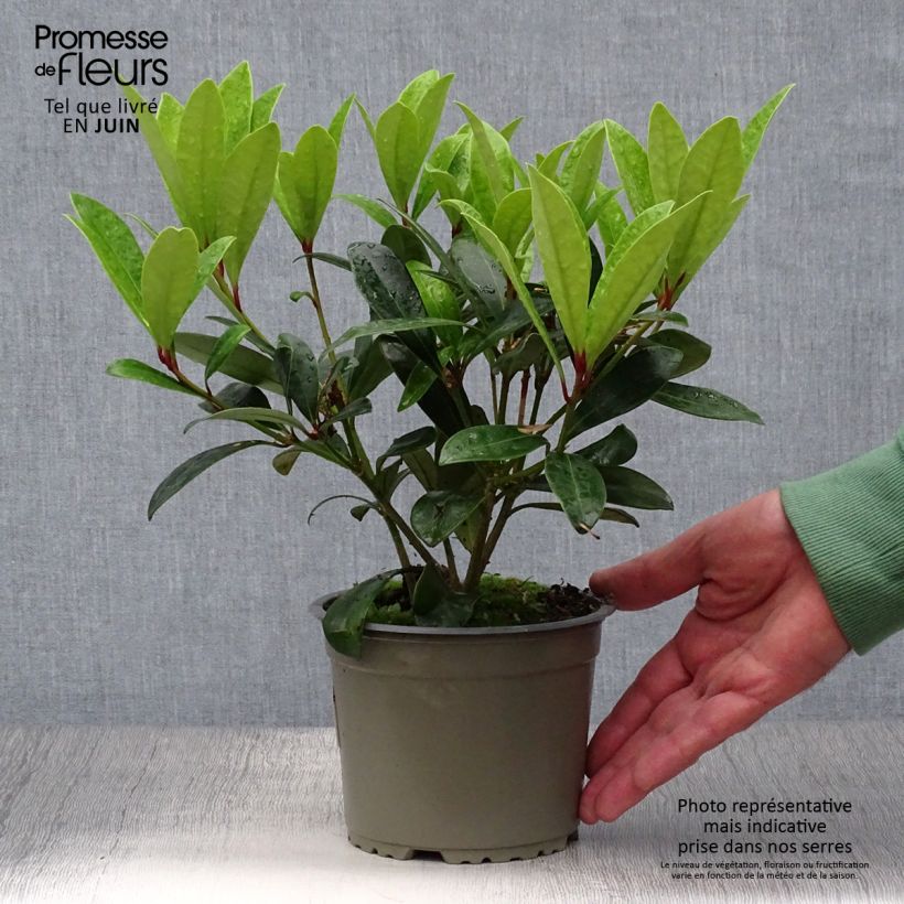 Exemplar von Skimmia japonica Rubella Topf 12 cm / 13 cm wie im Sommer geliefert