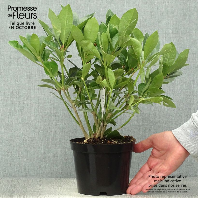Exemplar von Skimmia japonica Veitchii Topf mit 2L/3L wie im Herbst geliefert