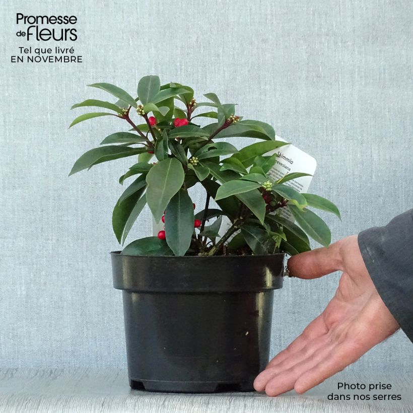 Exemplar von Skimmia reevesiana Topf mit 1L/1,5L wie im Herbst geliefert