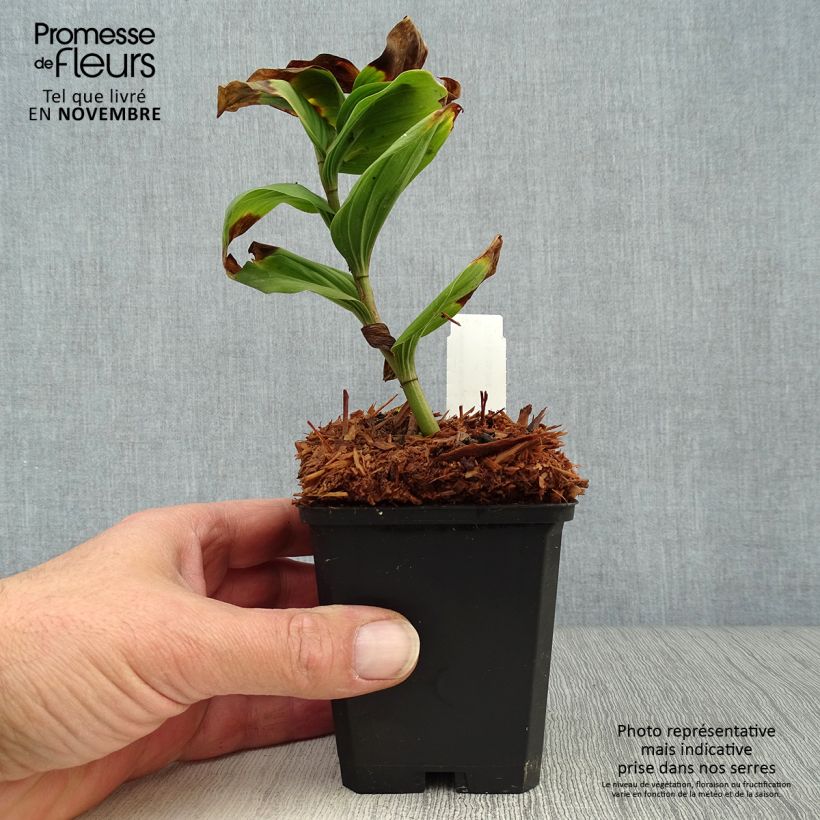 Exemplar von Smilacina racemosum - Traubiges Duftsiegel Kleine Töpfe von 8/9 cm wie im Herbst geliefert