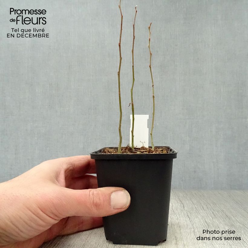 Exemplar von Smilacina racemosum - Traubiges Duftsiegel Kleine Töpfe von 8/9 cm wie im Winter geliefert