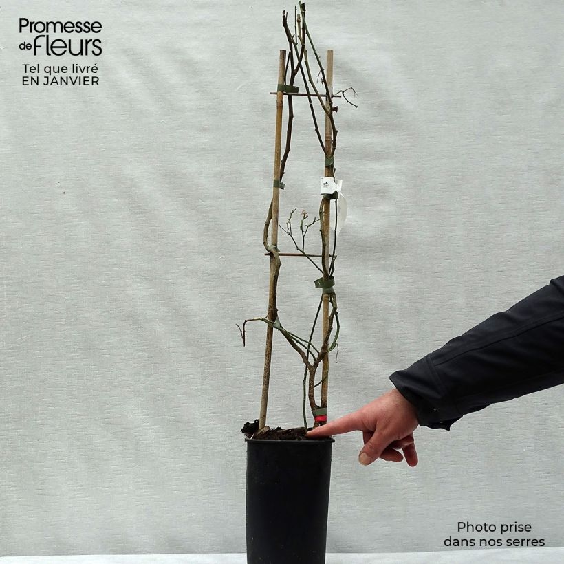 Exemplar von Solanum crispum Glasnevin - Chilenischer Nachtschatten Topf mit 2L/3L wie im Winter geliefert