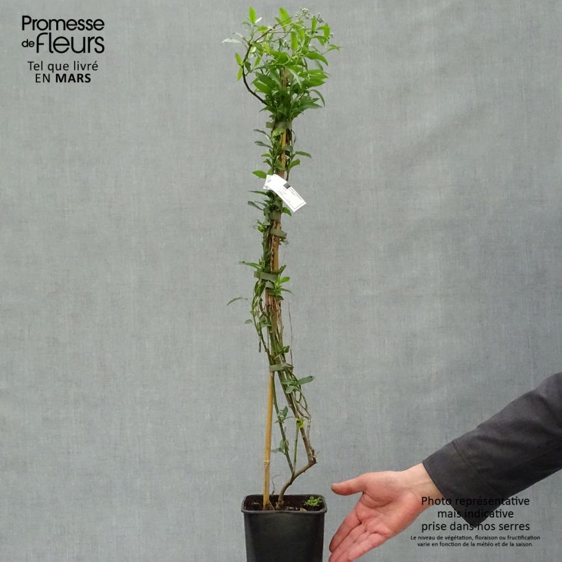 Exemplar von Solanum crispum Glasnevin - Chilenischer Nachtschatten Topf mit 2L/3L wie im Frühjahr geliefert