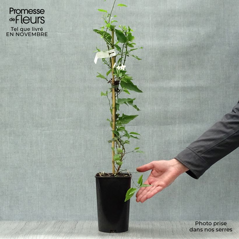 Exemplar von Solanum jasminoides Album - Jasminblütige Nachtschatten Topf mit 2L/3L wie im Herbst geliefert