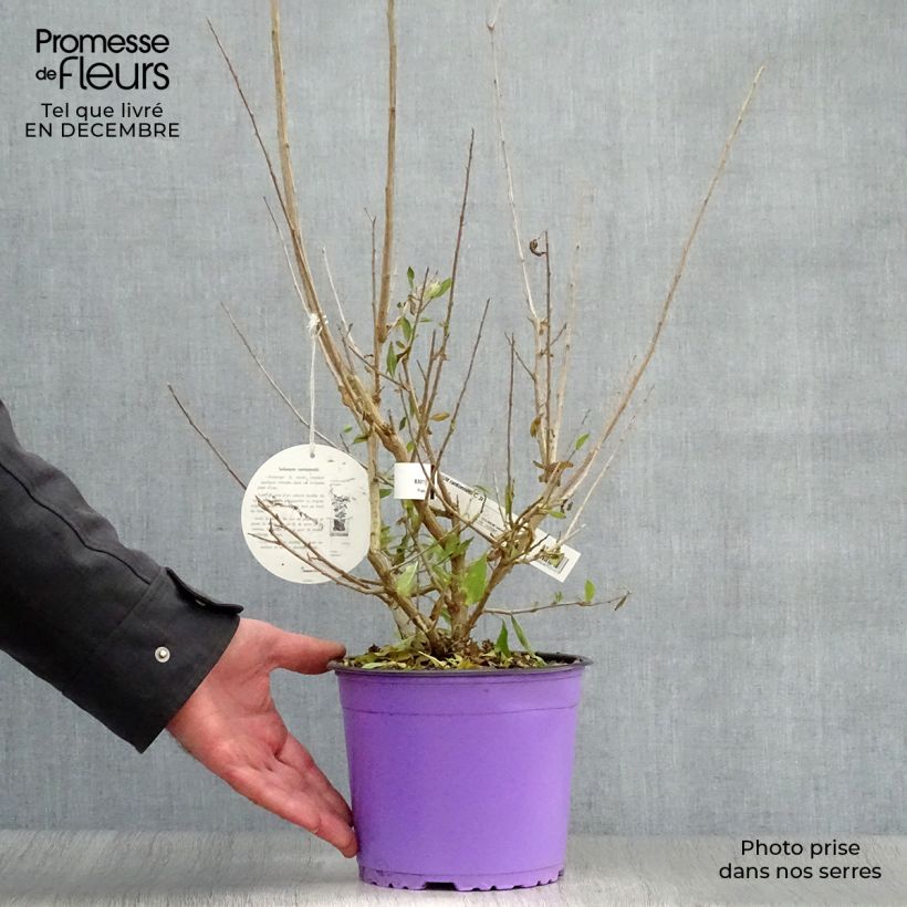 Exemplar von Solanum rantonnetii - Enzianstrauch Topf mit 3L/4L wie im Winter geliefert