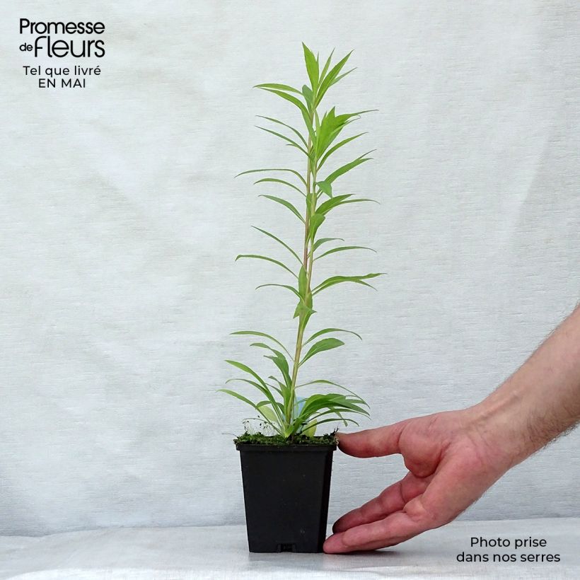 Exemplar von Goldrute Golden Mosa - Solidago Kleine Töpfe von 8/9 cm wie im Frühjahr geliefert