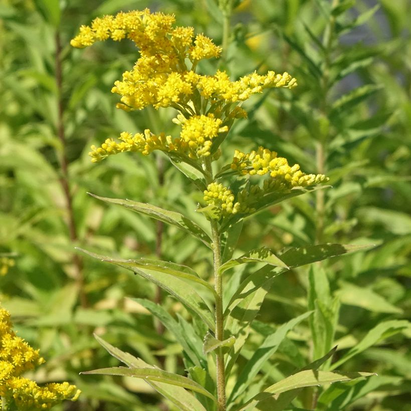 Kanadische Goldrute Golden Baby - Solidago canadensis (Hafen)