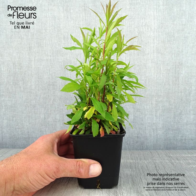 Exemplar von Kanadische Goldrute Golden Baby - Solidago canadensis Kleine Töpfe von 8/9 cm wie im Frühjahr geliefert