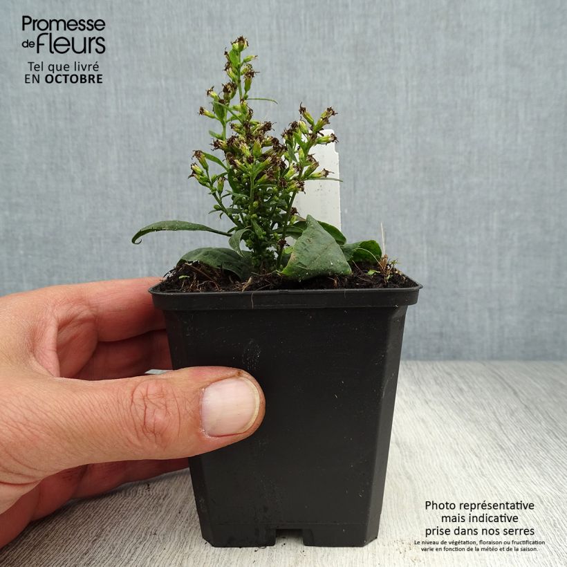 Exemplar von Goldrute Variegata - Solidago flexicaulis Kleine Töpfe von 8/9 cm wie im Herbst geliefert