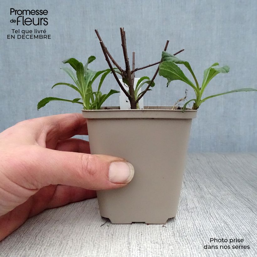 Exemplar von Goldrute Fireworks - Solidago rugosa Kleine Töpfe von 8/9 cm wie im Winter geliefert