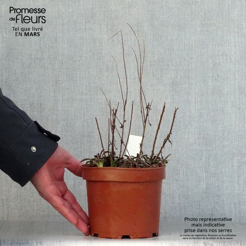 Exemplar von Goldrute Fireworks - Solidago rugosa Topf mit 2L/3L wie im Frühjahr geliefert