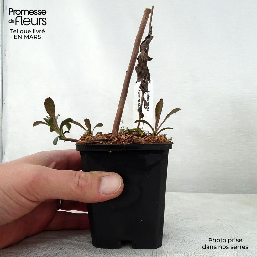 Exemplar von Goldrute - Solidago rugosa Kleine Töpfe von 8/9 cm wie im Frühjahr geliefert