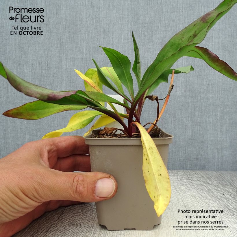 Exemplar von Goldrute Goldene Wellen - Solidago sempervirens Kleine Töpfe von 8/9 cm wie im Herbst geliefert