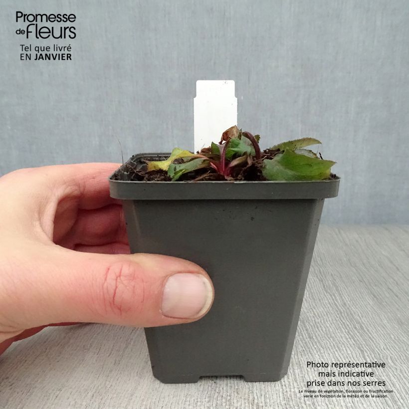 Exemplar von Gemeine Goldrute - Solidago virgaurea Kleine Töpfe von 8/9 cm wie im Winter geliefert