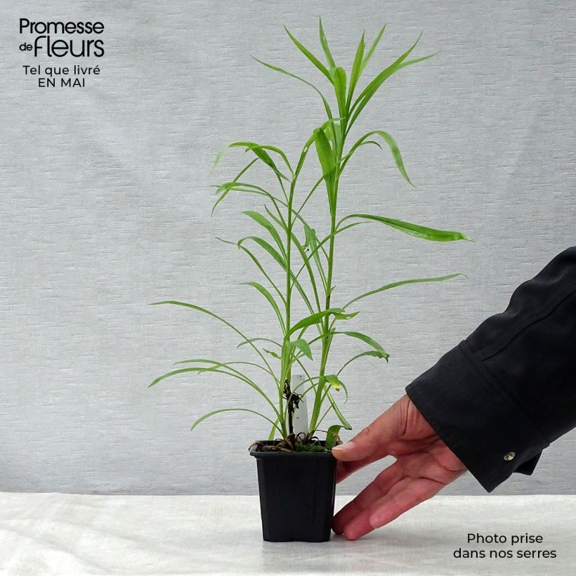 Exemplar von Solidaster luteus Lemore - Hybrid-Goldrute Kleine Töpfe von 8/9 cm wie im Frühjahr geliefert