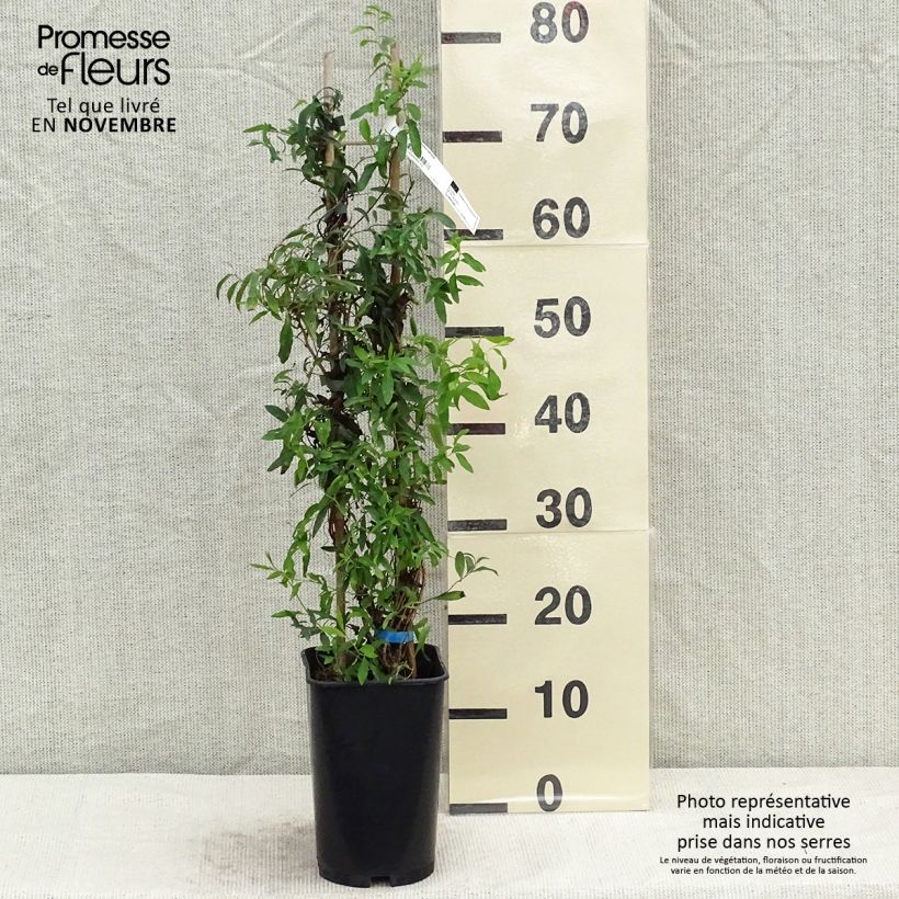 Exemplar von Sollya heterophylla - Sollyie Topf mit 3L/4L wie im Herbst geliefert