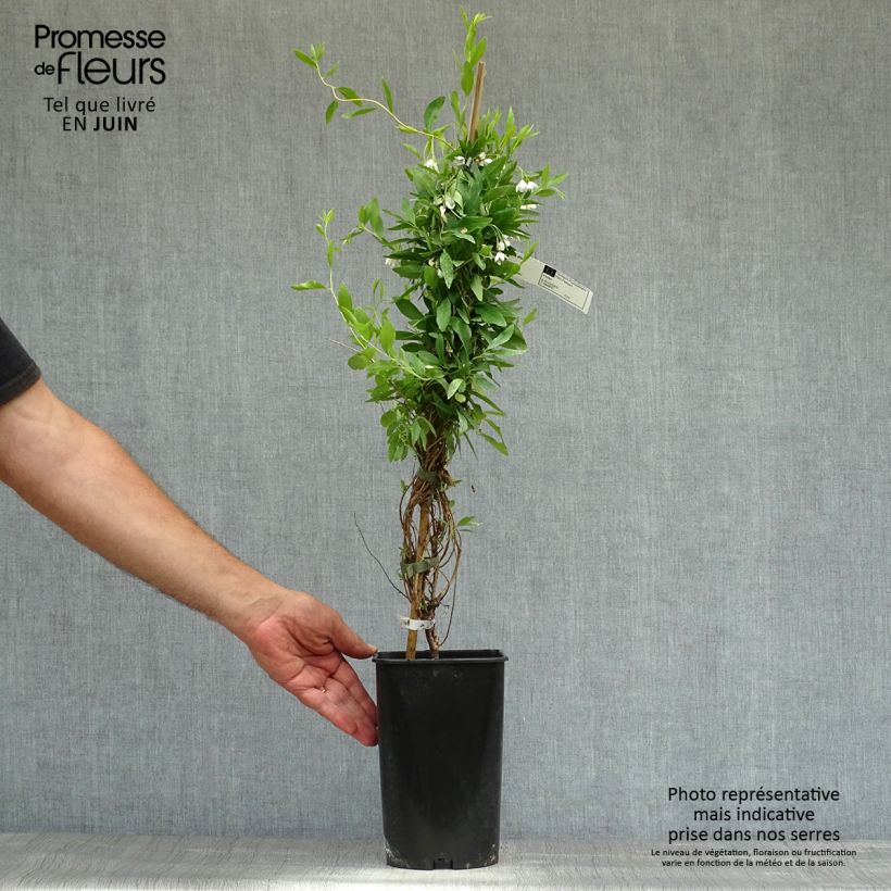 Exemplar von Sollya heterophylla Alba - Sollyie Topf mit 3L/4L wie im Sommer geliefert
