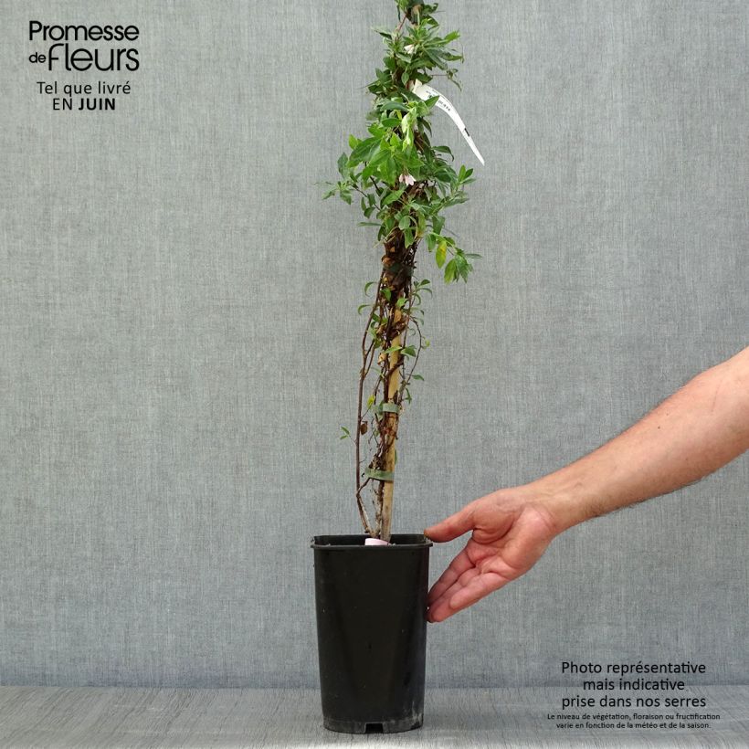 Exemplar von Sollya heterophylla Rosea - Sollyie Topf mit 3L/4L wie im Sommer geliefert