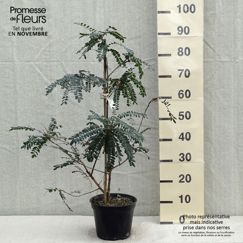 Exemplar von Sophora microphylla Sun King - Feinblättriger Schnurbaum Topf mit 2L/3L wie im Herbst geliefert