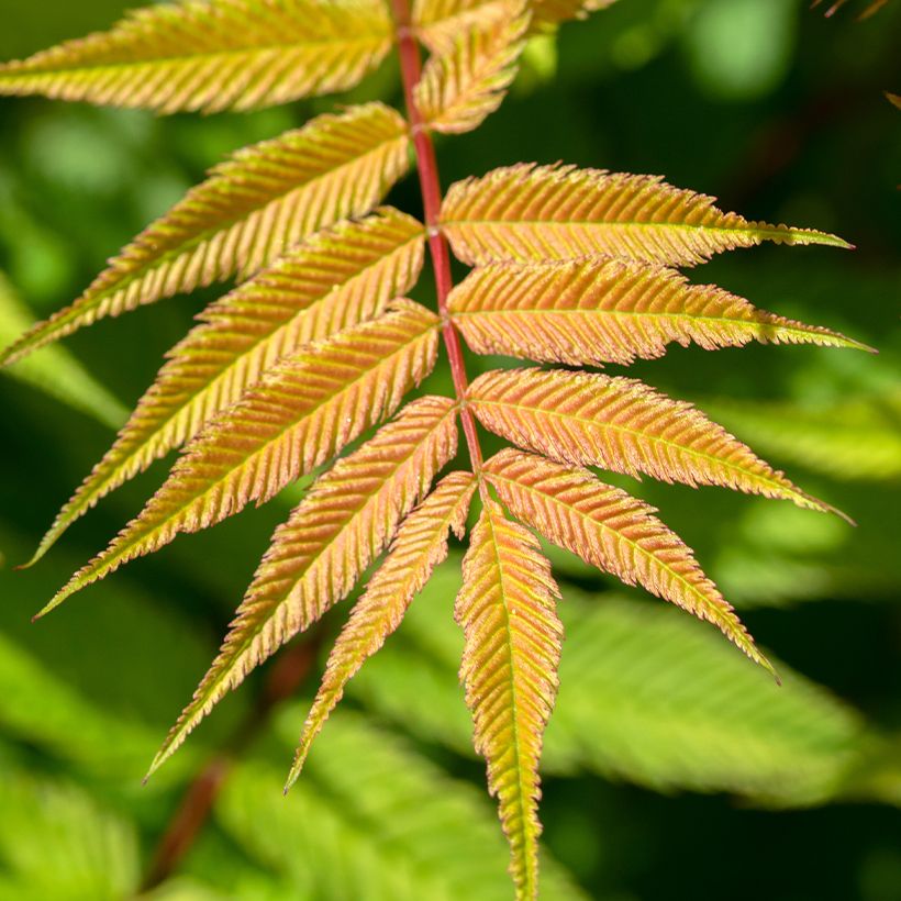 Sibirische Fiederspiere Matcha Ball - Sorbaria sorbifolia (Laub)