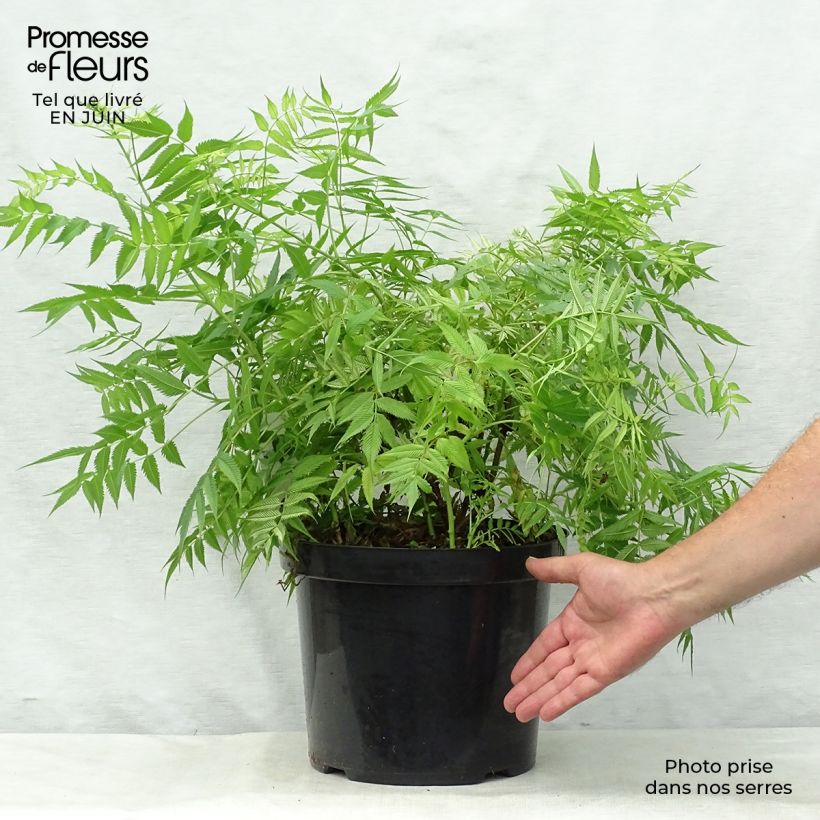 Exemplar von Sibirische Fiederspiere Sem - Sorbaria sorbifolia Topf mit 7,5L/10L wie im Sommer geliefert