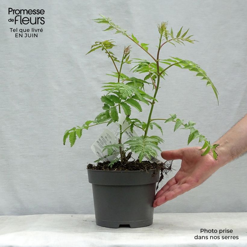 Exemplar von Sibirische Fiederspiere Sem - Sorbaria sorbifolia Topf mit 2L/3L wie im Sommer geliefert