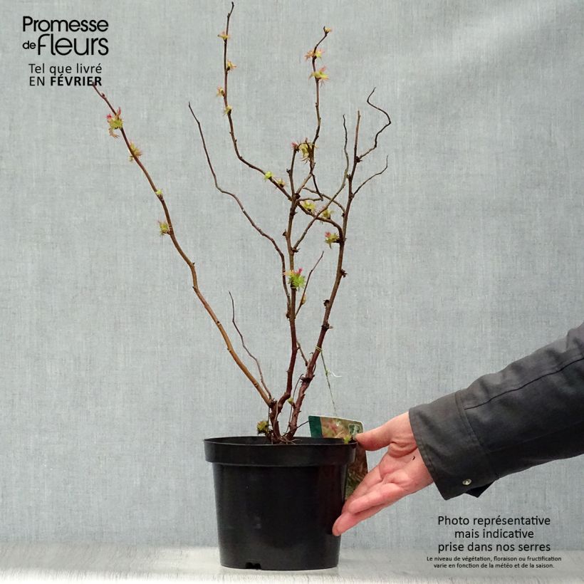 Exemplar von Sibirische Fiederspiere Sem - Sorbaria sorbifolia Topf mit 2L/3L wie im Winter geliefert