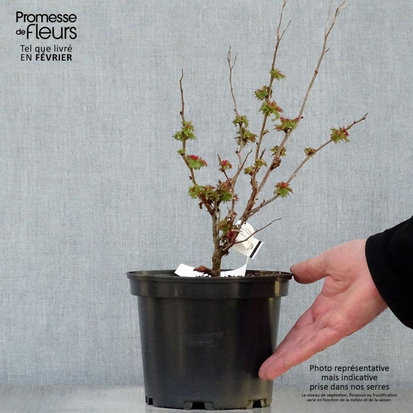 Exemplar von Sibirische Fiederspiere Pink Hopi - Sorbaria sorbifolia Topf mit 2L/3L wie im Winter geliefert