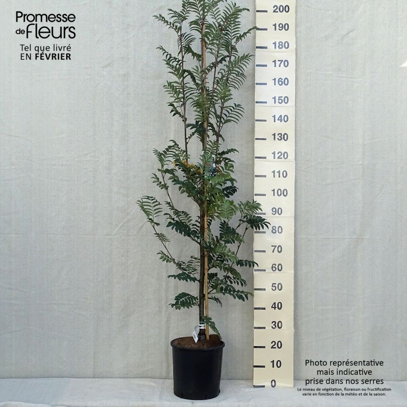 Exemplar von Vogelbeere Sheerwater Seedling - Sorbus aucuparia Topf mit 12L/15L wie im Herbst geliefert