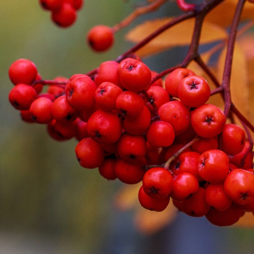 Vogelbeere Sheerwater Seedling - Sorbus aucuparia (Ernte)