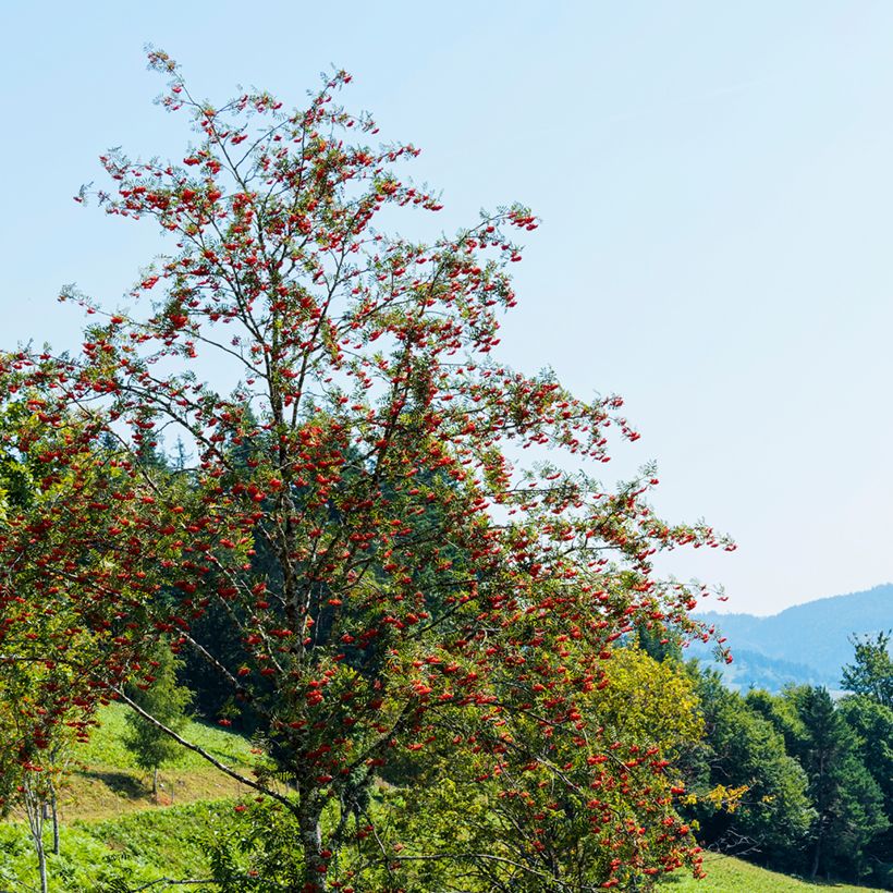 Vogelbeere Wettra - Sorbus aucuparia (Hafen)