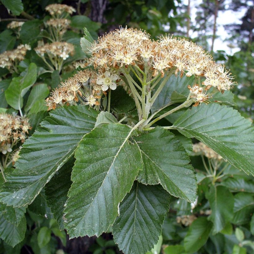 Echte Mehlbeere - Sorbus aria (Blüte)