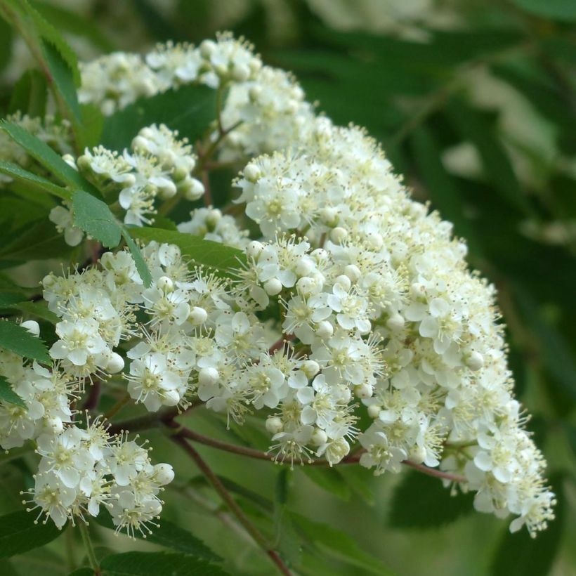 Vogelbeere Autumn Spire - Sorbus aucuparia (Blüte)
