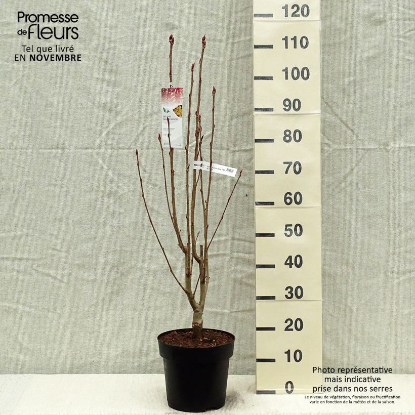 Exemplar von Vogelbeere Autumn Spire - Sorbus aucuparia Topf mit 4L/5L wie im Herbst geliefert