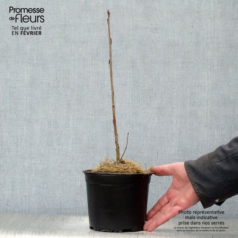 Exemplar von Vogelbeere - Sorbus aucuparia Topf mit 2L/3L wie im Winter geliefert