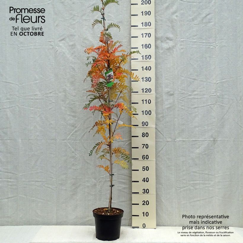 Exemplar von Leitern-Eberesche - Sorbus scalaris Topf mit 7,5L/10L wie im Herbst geliefert